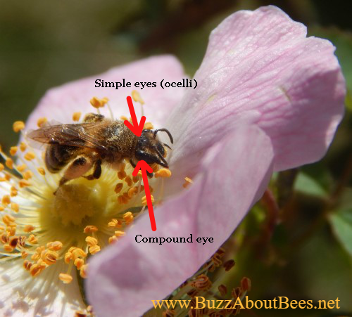 Why Do Bees Have 5 Eyes?  Find Out, With Video And 7 'Bee Eye' Facts! 