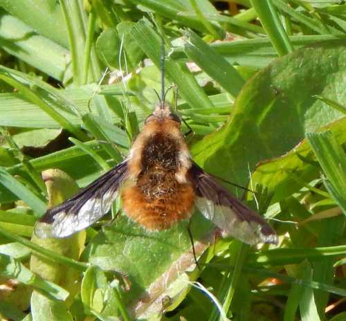 Insect watch: Large earth bumblebee