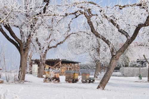 3 bee hives in snow