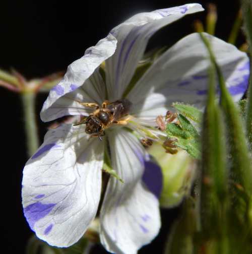 A small male orange legged furrow bee inside  <I>Geranium pretense</I> 'Striatum' ('Splish-splash') flower.