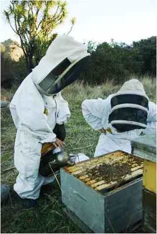 DO I NEED TO WEAR A BEE SUIT? - Beekeeping Like A Girl