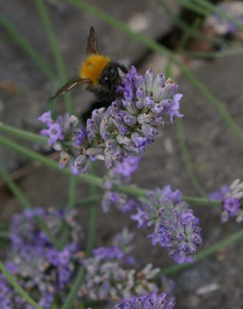 Bees Love Lavender Varieties You Can Grow To Attract Bees Bees Love Lavender Varieties You Can Grow To Attract Bees
