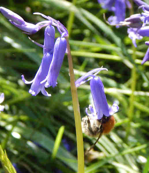 Bluebells what symbolize do Bluebell Flower