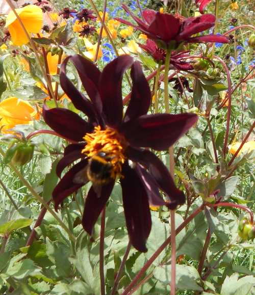 Can Bees See Red? Do Bees Visit Red Flowers?