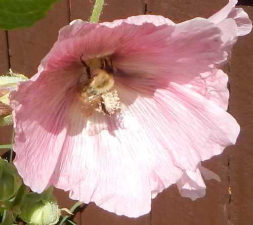 carder bumble bee inside pink hollyhock flower