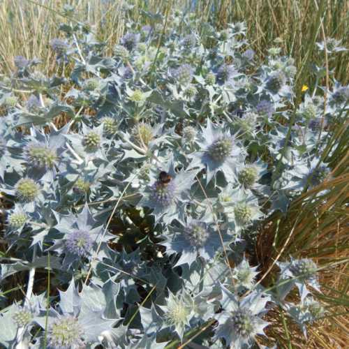 I love to see jewel blue sea holly among the clumps of grass along the coast.  Bees like the sea holly too! A clump of jewel blue sea holly among the clumps of grass along the scrubby grasses along a coastline.