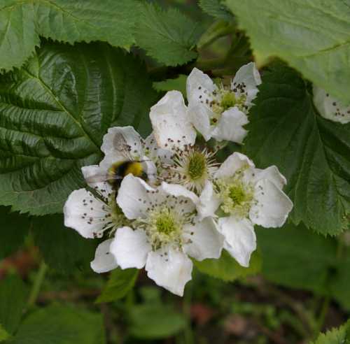 bumble bee on strawberry flower bumble bee visiting white strawberry flower