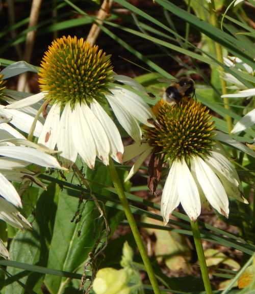 Bumble bee foraging on a Echinacea flower