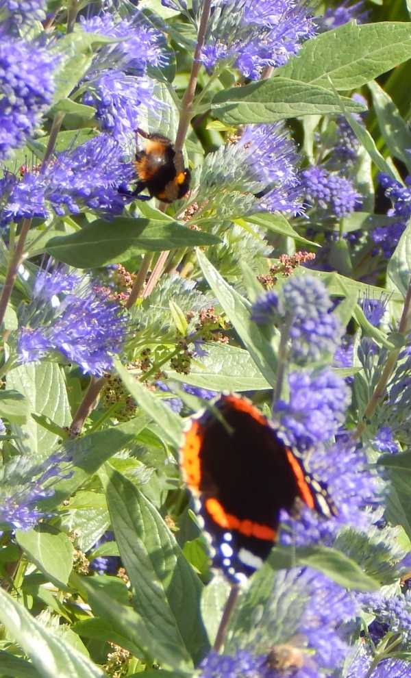 bumble bee and red admiral butterfly on Caryopteris x clandonensis