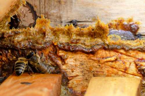 bees and propolis on a bee hive bees and propolis on a bee hive