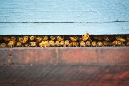honey bees at hive entrance