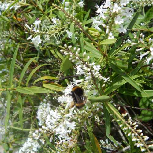 20 Flowering Shrubs For Bees