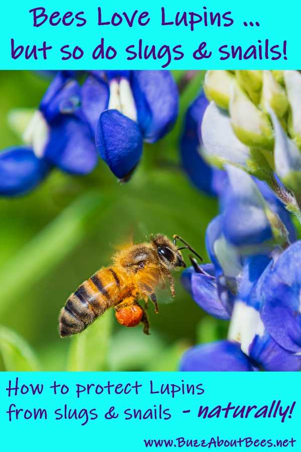 bees love lupins but how can we protect them naturally from slugs and snails