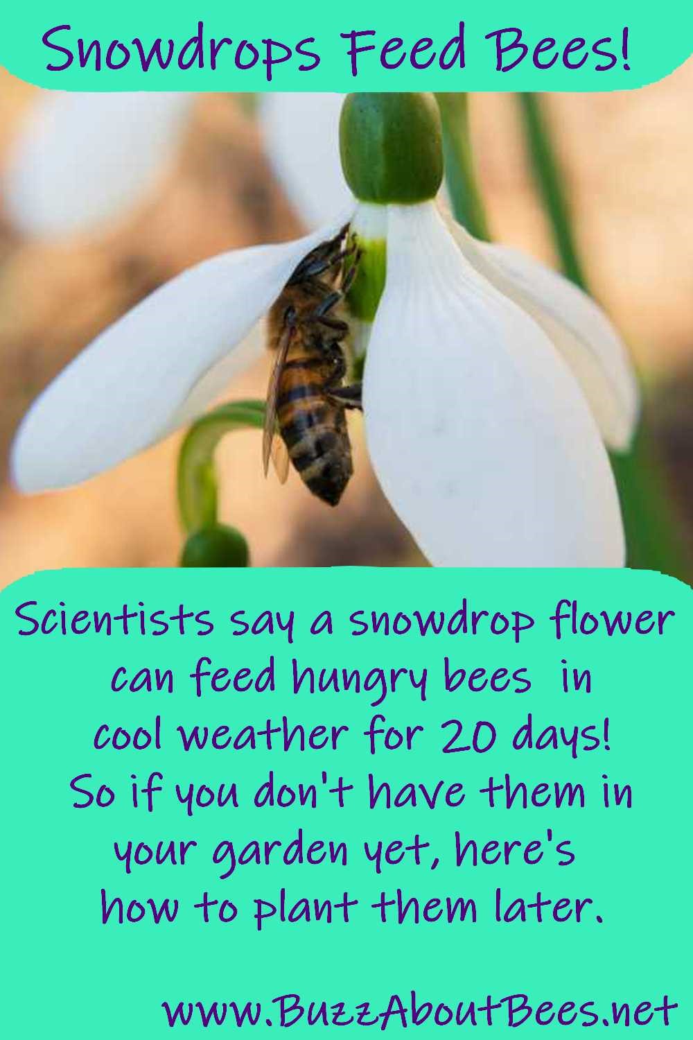 bees love snowdrops - honey bee foraging on a snowdrop flower