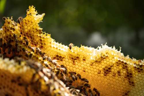 honey bees on honey comb, showing individual hexagonal shaped cells