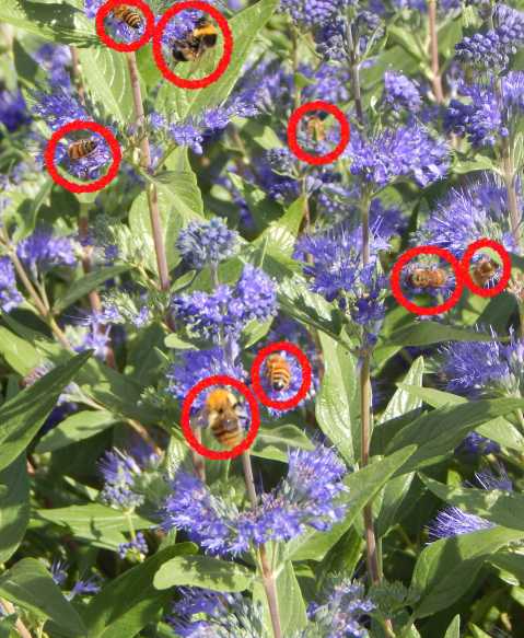 Bees on Caryopteris x clandonensis many bees visiting the blue flowers of Caryopteris x clandonensis