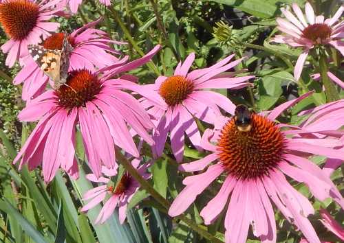 butterfly and a bumble bee on Coneflower (Echinacea) A butterfly and a bumble bee visiting pink Coneflower (Echinacea)