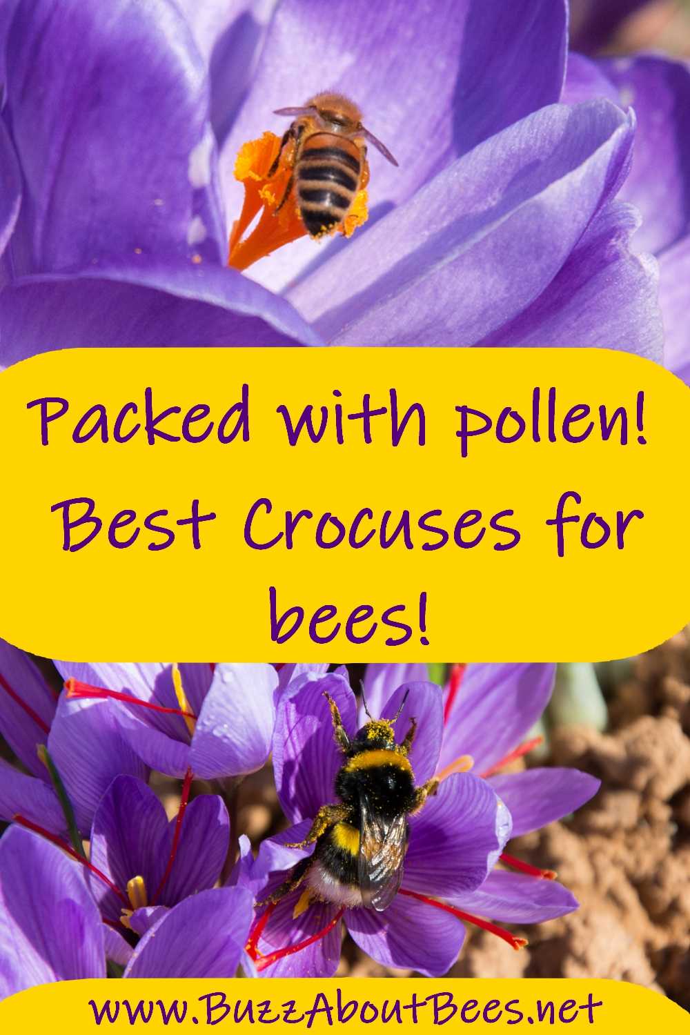 a bumble bee and a honey bee on crocus flowers pin