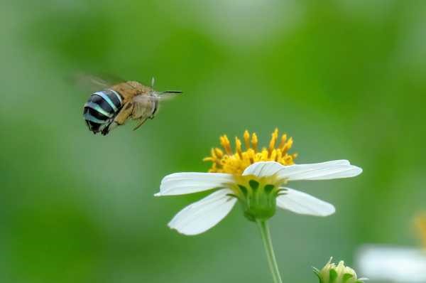 blue-banded bee Amegilla cingulata flying toward a white flower