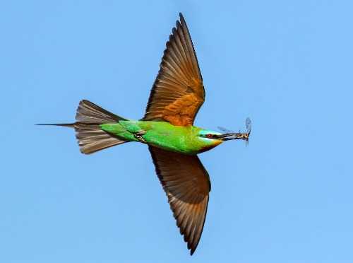 Blue-cheeked Bee-eater blue cheeked bee eater in flight with insect prey