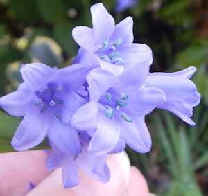 Anthers of Spanish bluebells carry blue pollen. Anthers of Spanish bluebells carry blue pollen.