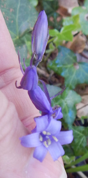 The anthers of the English bluebell carry pollen which is a pale, creamy colour. The anthers of the English bluebell carry pollen which is a pale, creamy colour.