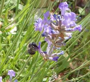 Blue mason bee foraging on lavender side view