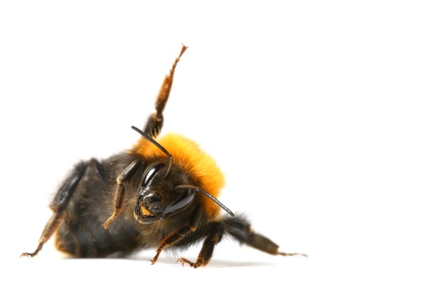 Why Do Bumble Bees Raise Their Legs? It #39 s #39 Bee Body Language #39 Why Do Bumble Bees Raise Their Legs? It #39 s #39 Bee Body Language #39