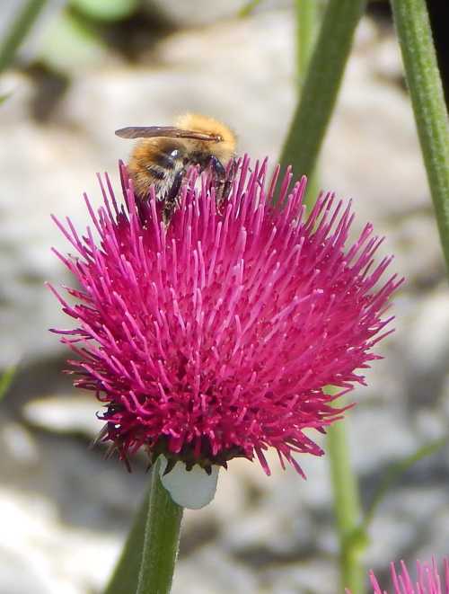 side view of a gingery common carder bumble bee on Cirsium rivulare - 'Atropurpureum'