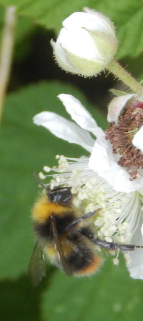 Side view of an Early bumble bee - Bombus pratorum, foraging on white bramble flowers Side view of an Early bumble bee - Bombus pratorum, foraging on white bramble flowers
