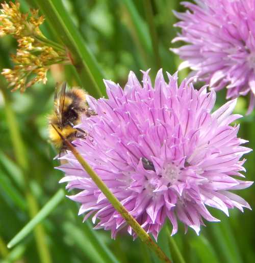 Early Bumble Bee, <i>Bombus pratorum</i> Early Bumble Bee, <i>Bombus pratorum</i> foraging on lilac coloured chive flower head