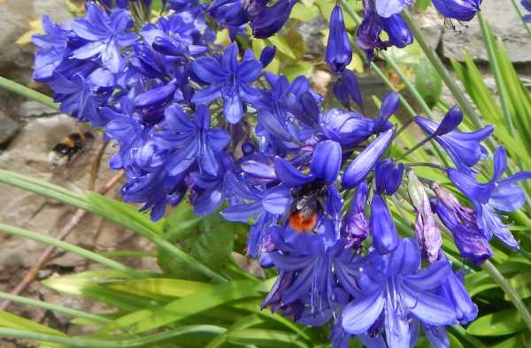 Bombus species, probably a red-tailed bumble bee visiting blue Agapanthus Bombus species, probably a red-tailed bumble bee visiting blue Agapanthus