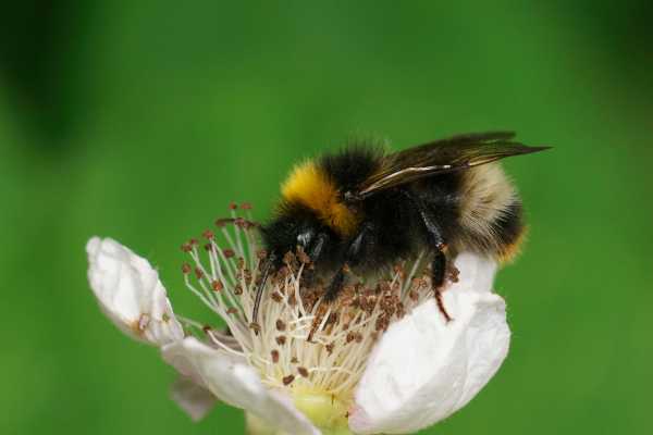 Forest cuckoo bumble bee, Bombus sylvestris male, on bramble flower, Rubus fructicosus Forest cuckoo bumble bee, Bombus sylvestris male, on a pale pinkish-white bramble flower, Rubus fructicosus, with black and orange tip to the tail visible.