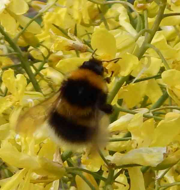 Garden Bumble bee, <I>Bombus hortorum</I> - (queen) on spring kale flowers on the allotment. Garden Bumble bee, <I>Bombus hortorum</I> - (queen) on spring kale flowers on the allotment.