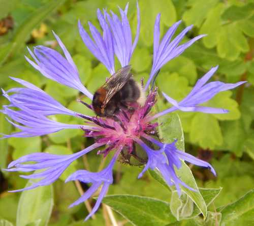 Tree bumble bee (ginger thorax, white black abdomen with white tail) on blue cornflower - Centaurea montana