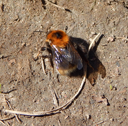 Crawling, Injured Bumble Bees