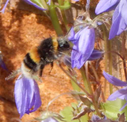 white tailed bumble bee visiting a blue Campanula flower.