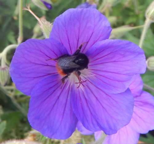 Red-tailed bumble bee foraging on <I>Geranium </I> 'Brookside'.  The geranium has 5 large petals and an open flower head.