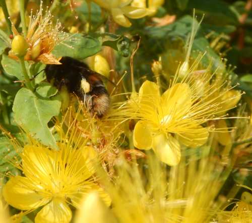 Foraging on shrubs can be more efficient for bees due to the close proximity of many flowers. Buff tailed bumble bee among Hypericum flowers.