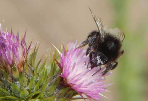 Bumble bee on slender thistle - Carduus tenuiflorus. Bumble bee on slender thistle - Carduus tenuiflorus.