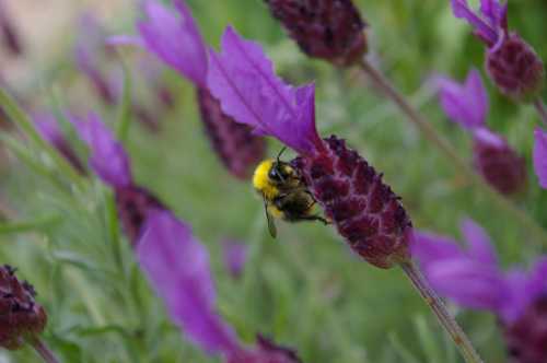 Bees Love Lavender Varieties You Can Grow To Attract Bees Bees Love Lavender Varieties You Can Grow To Attract Bees