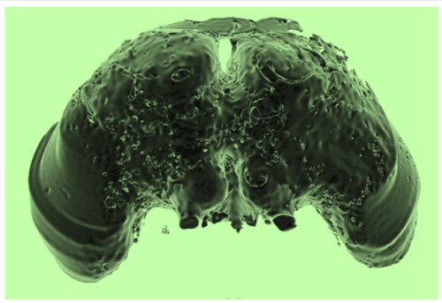 The actual brain of a honey bee. The actual brain of a honey bee.