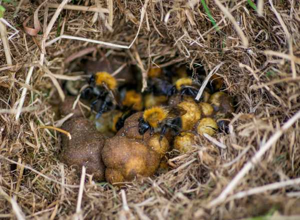 Macro shot of the brown-banded carder bees (Bombus humilis) in the mossy, grassy surface nest 