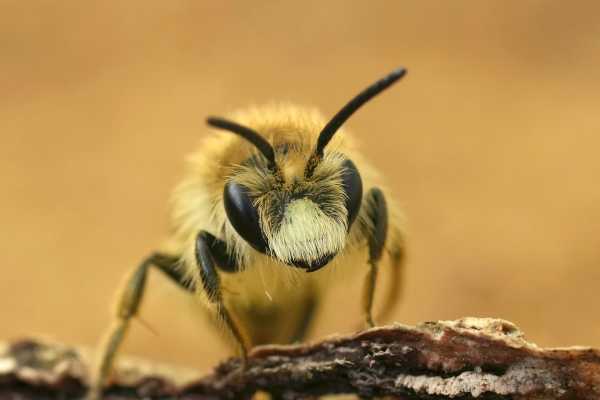Buff-tailed mining bee, Andrena humilis male with conspicuous 'moustache' facial hair Buff-tailed mining bee, Andrena humilis male with conspicuous 'moustache' facial hair