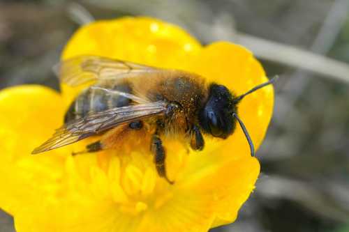 Buffish mining bee buffish mining bee female on yellow buttercup flower