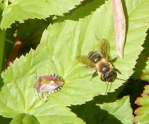 Shield bug (left) with female buffish mining bee, resting on leaf. Shield bug (left) with female buffish mining bee, resting on leaf.