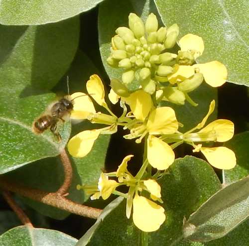 Buffish mining bee - Andrena nigroaena (male). Buffish mining bee - Andrena nigroaena (male).