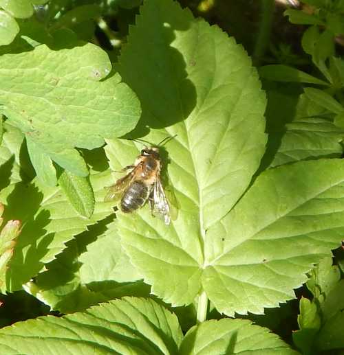 Buffish mining bees are found in a variety of habitats.  On this occasion, the bees were seen just off a coastal pathway. Buffish mining bees are found in a variety of habitats.  On this occasion, the bees were seen just off a coastal pathway.