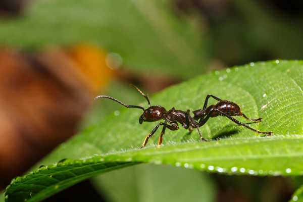 Side view of a small, dark-coloured Bullet ant, Paraponera clavata, sitting on a green leaf.