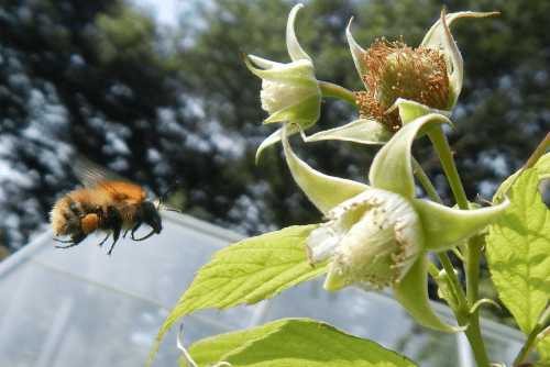 How Far Do Bees Fly For Food And How Do Scientists Find Out? Research